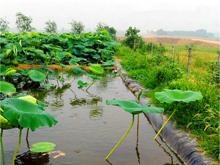 藕池防滲膜多少錢(qián)每平方？